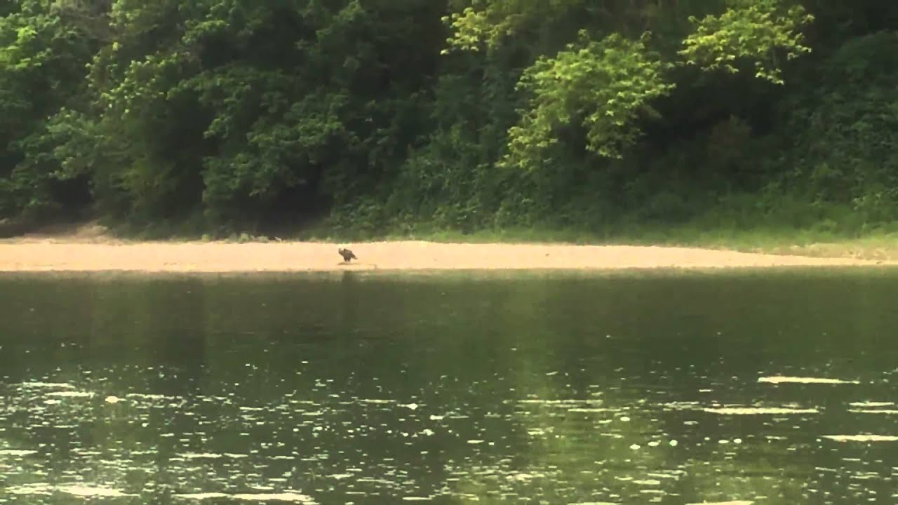 my bald eagle on the whitewater river in ohio YouTube