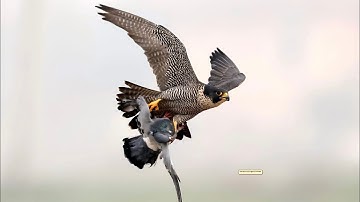 Pigeons attacked by sparrowhawk , accipiter gentilis and peregrine falcon in the team
