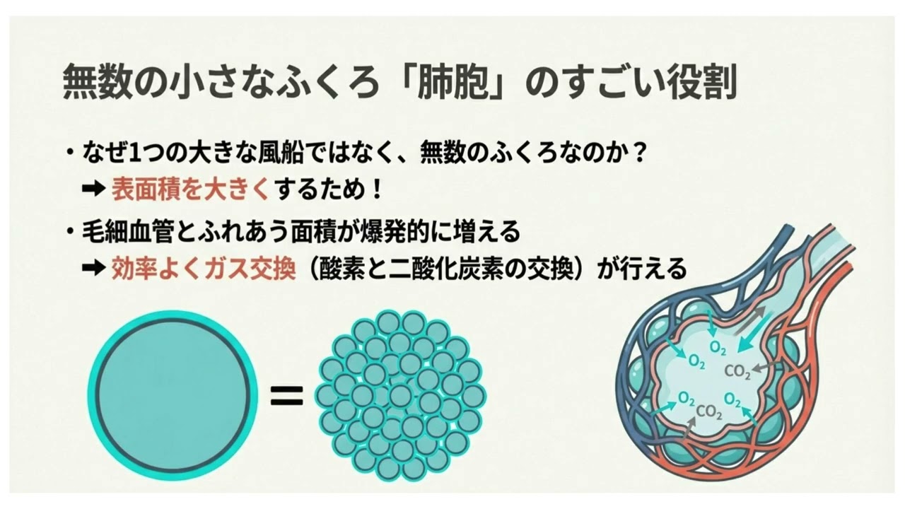 まずは聞き流すシリーズ　中学２年生物「動物の呼吸」