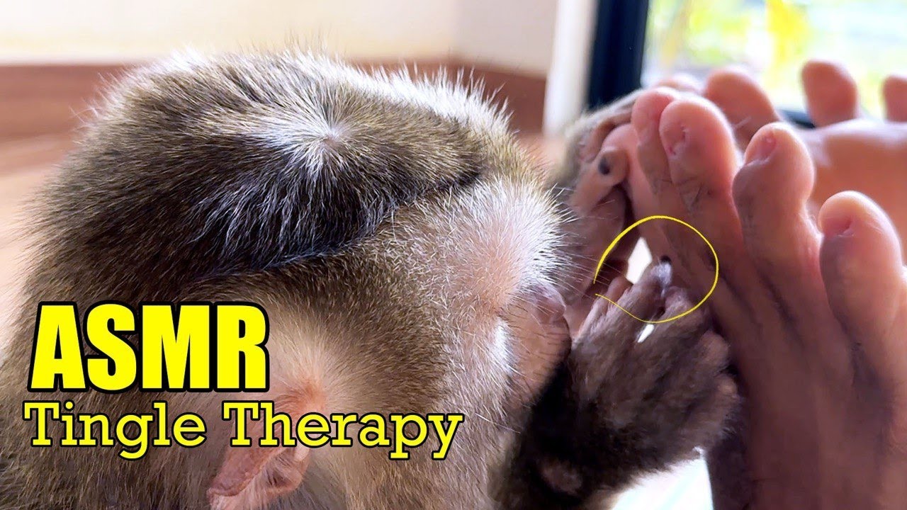 (Ultimate No Talking ASMR) Monkey Foot Spa & Satisfying Sounds