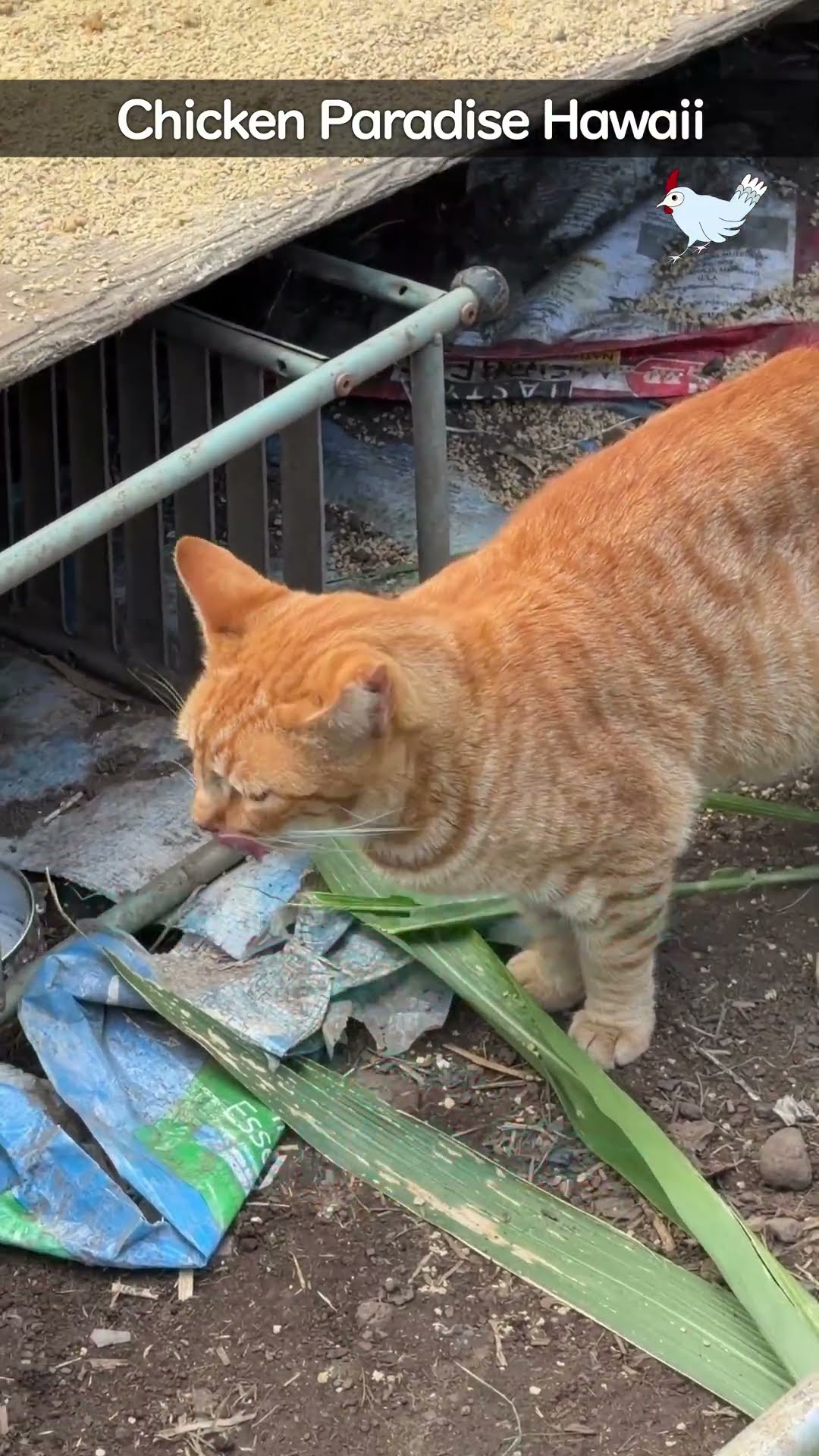 猫も遠慮する⭐️ここはチキンパラダイス❣️