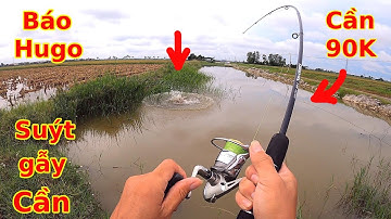 Quá bất ngờ, săn thành công Cá Lóc Hugo bằng cần 90K bị gẫy