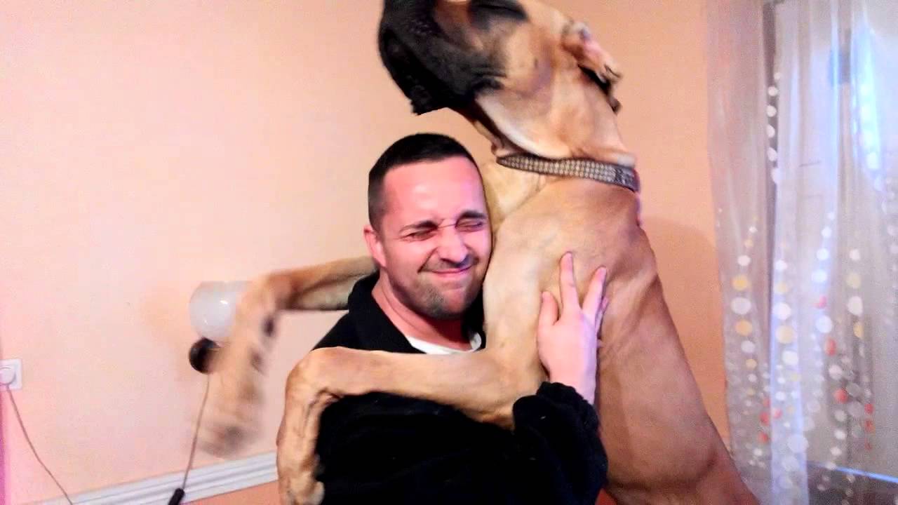 great dane hug