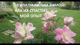 видео: Как спасти лилию с ростком зимой. картинка: Как спасти лилию с ростком зимой.