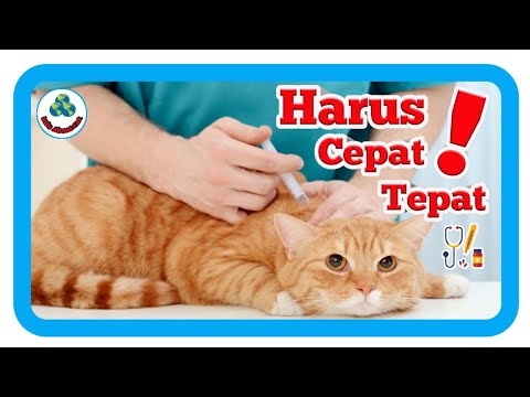 Video: Keradangan Hati (Granulomatous) Pada Kucing