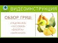 Обзор ГРУШ: «Радужная», «Чусовая», «Флейта», «Заречная». Видеоинструкция от Питомника "Сады Урала"