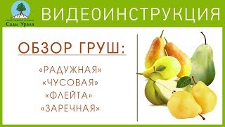 Обзор ГРУШ: «Радужная», «Чусовая», «Флейта», «Заречная». Видеоинструкция от Питомника "Сады Урала" Обзор ГРУШ: «Радужная», «Чусовая», «Флейта», «Заречная». Видеоинструкция от Питомника "Сады Урала"