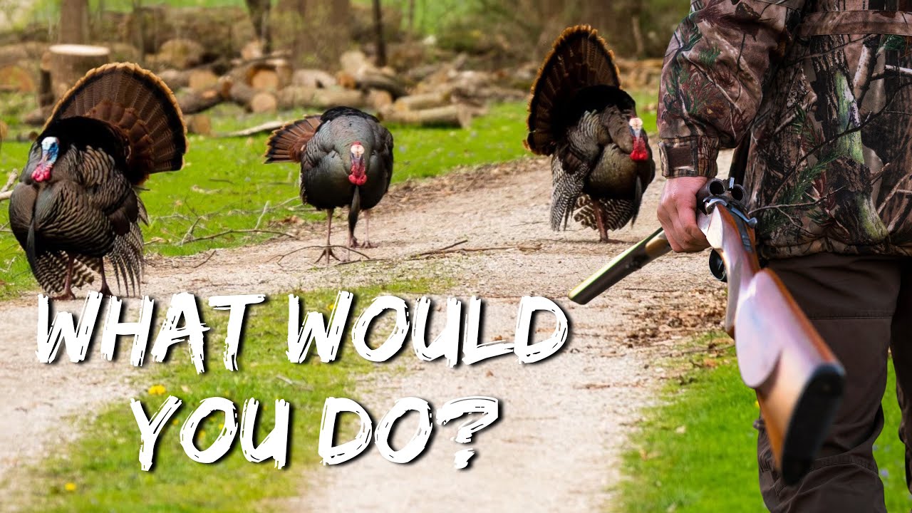 Spring Turkey Hunting Ohio YouTube