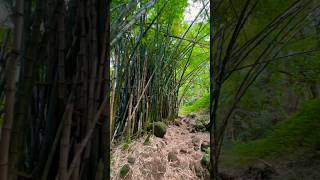 Old Bamboo Growth In Remote Hawaiian Rainforest 