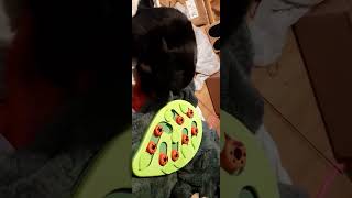muffin tin game