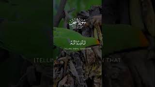 أتى أمر الله فلا تستعجلوه سبحانه وتعالى عما يشركون | القارىء خالد الجليل
