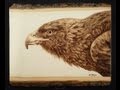 Golden Eagle - Woodburning ~ (205x speed) Golden Eagle - Woodburning ~ (205x speed)