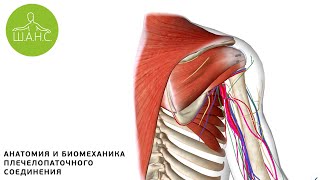 Анатомия, биомеханика плечевого сустава. Плече-лопаточный периартрит.