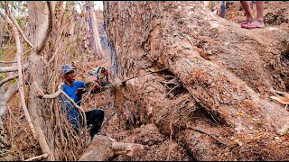 FULL OF RISKS AND CHALLENGES ‼ CUTTING LARGE TREMBESI TREES ON STIHL CLIFFS MS660&MS070