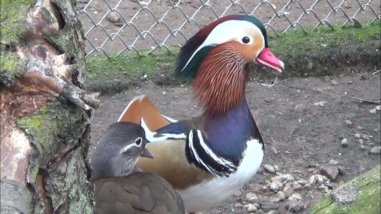 kaczki mandarynki, Aix galericulata,Mandarinenten, Mandarin duck YouTube