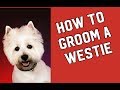How I groom a Westie!