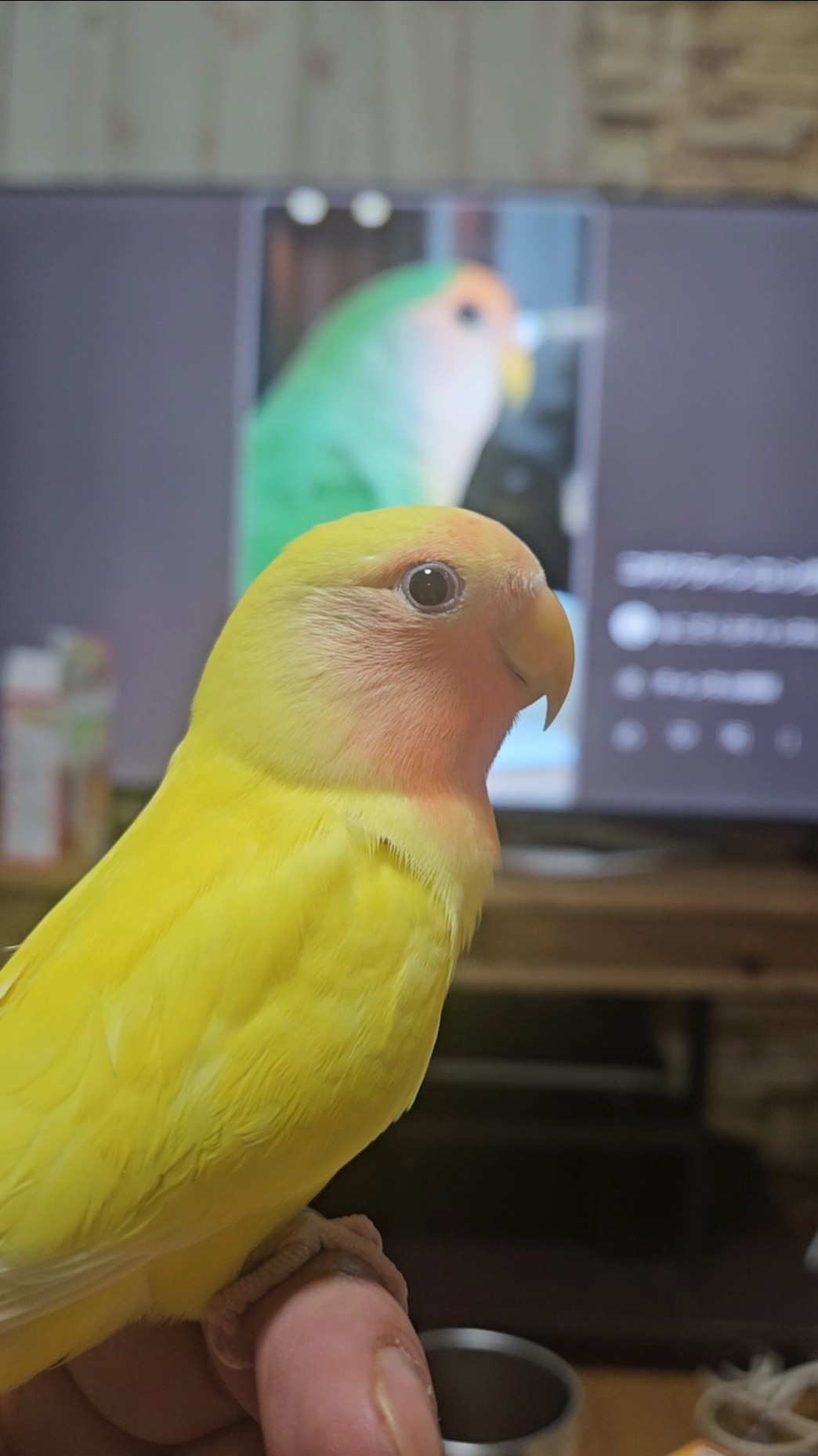 I got a cockatiel on New Year's Day and it's so cute it's crazy