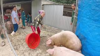 Bán Lợn Cho Thương Lái | Selling Pigs To Traders