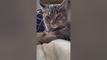 🐾Best Cat Compilation Ever! #CatShorts  - Funny & Cute Cats 🐱#catshorts #cats #catsofyoutube