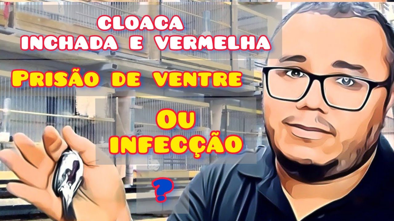 CLOACA INCHADA E VERMELHA. PRISÃO de VENTRE ( constipação ) ou INFECÇÕES.