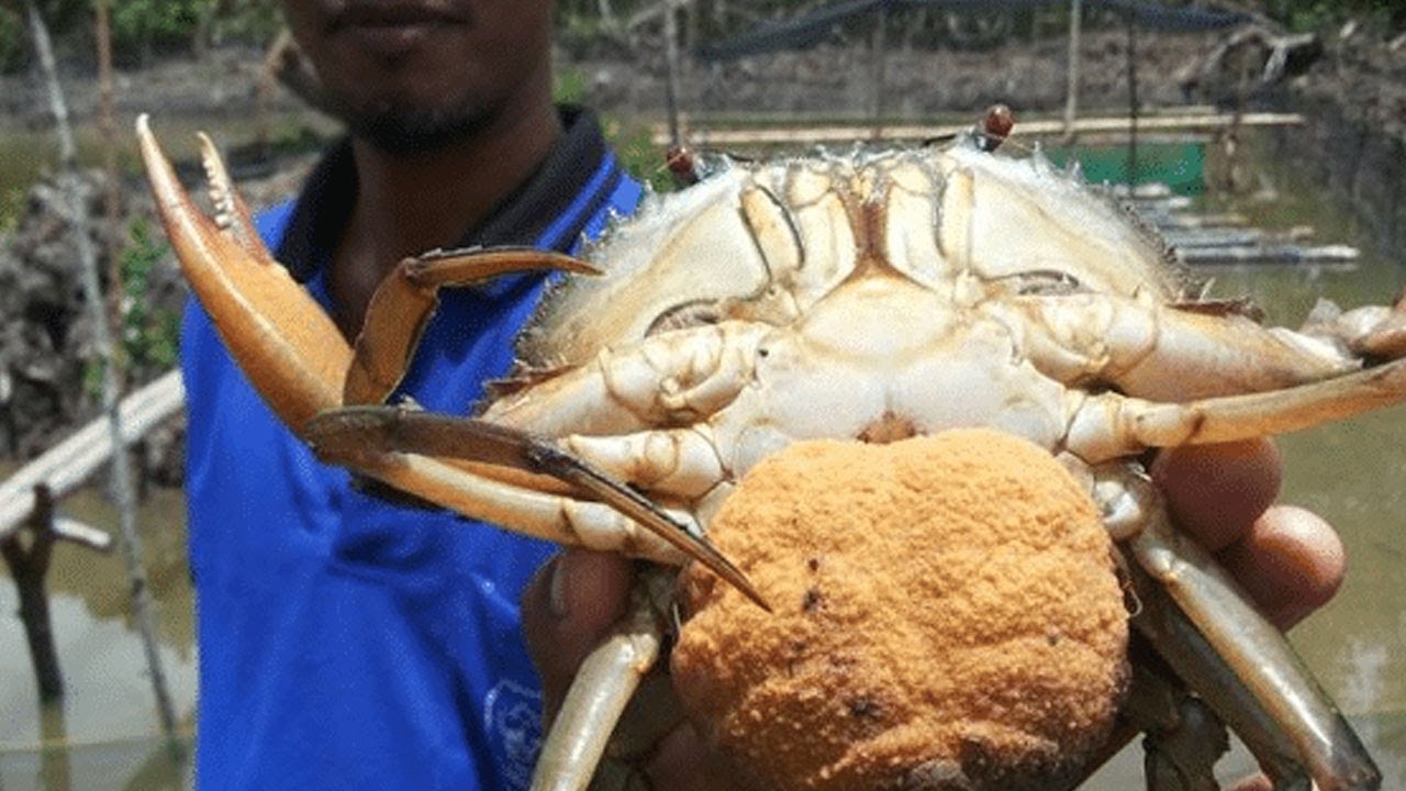 PANDUAN SUKSES CARA TERNAK KEPITING LAUT BAGI PEMULA DI DARATAN BAGI