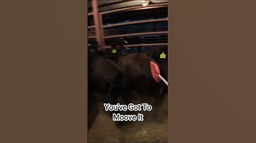 Sorting Calves In The Barn - Smiling Bovine Ranch