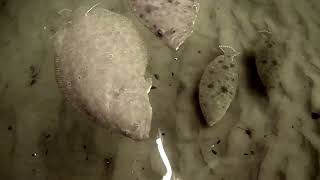 Underwater view of Flounder/Fluke feeding Behavior!