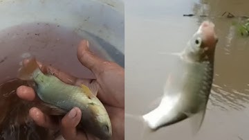 Câu cá mè vinh ngày mưa bão / Hai lúa săn bắt / T88