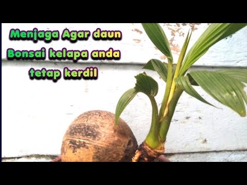 Cara merawat bonsai  kelapa  agar daun tetap kecil  YouTube