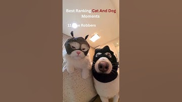 Best Ranking Cat And Dog Moments 🐱🐶 | Best Pet Reactions Ever! 😍😂 #animalreactions