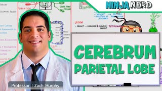 Neurology | Cerebrum: Parietal Lobe Anatomy & Function
