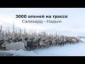 3000 оленей идут по трассе Салехард-Надым (полное видео)