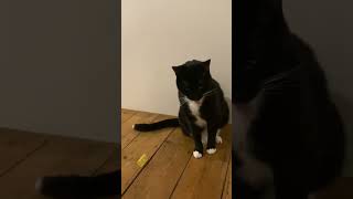 Pensive play #cat
