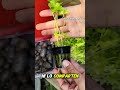 ¡Cosecha SIN TIERRA! 🥬 Aprende Hidroponía desde cero #shorts #hidroponía