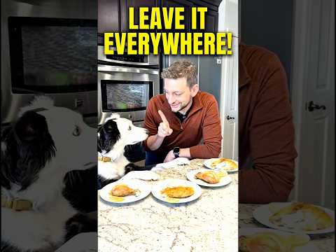 How to Make “Leave It” Hold EVERYWHERE! In 1 Minute