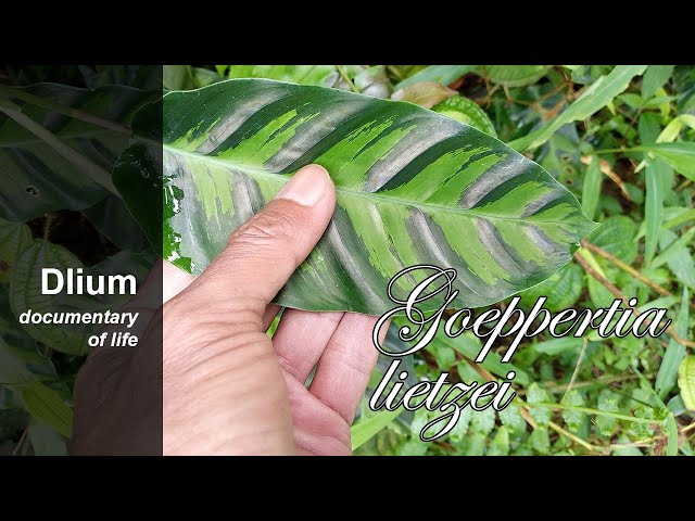 White fusion calathea (Goeppertia lietzei) class=