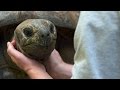 Tortoise Tactile Interactions and Responses