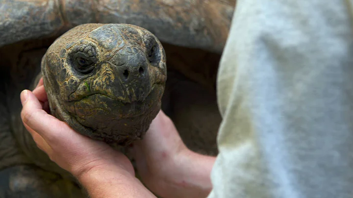 Do Tortoises Like Being Touched? - DayDayNews
