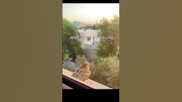 القارئ محمد صديق المنشاوي رحمه الله// سورة الرحمن || آية ٢٦-٢٧ #القرآن_الكريم #اكسبلور #حالات_واتس 🩷