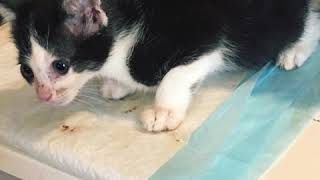 Waste Management Driver Rescues Kitten from Truck Compactor
