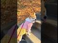 階段で遊ぶのが大好きな、しば犬びわちゃん🐕