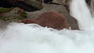 Grizzly Man  Werner Herzog on Nature