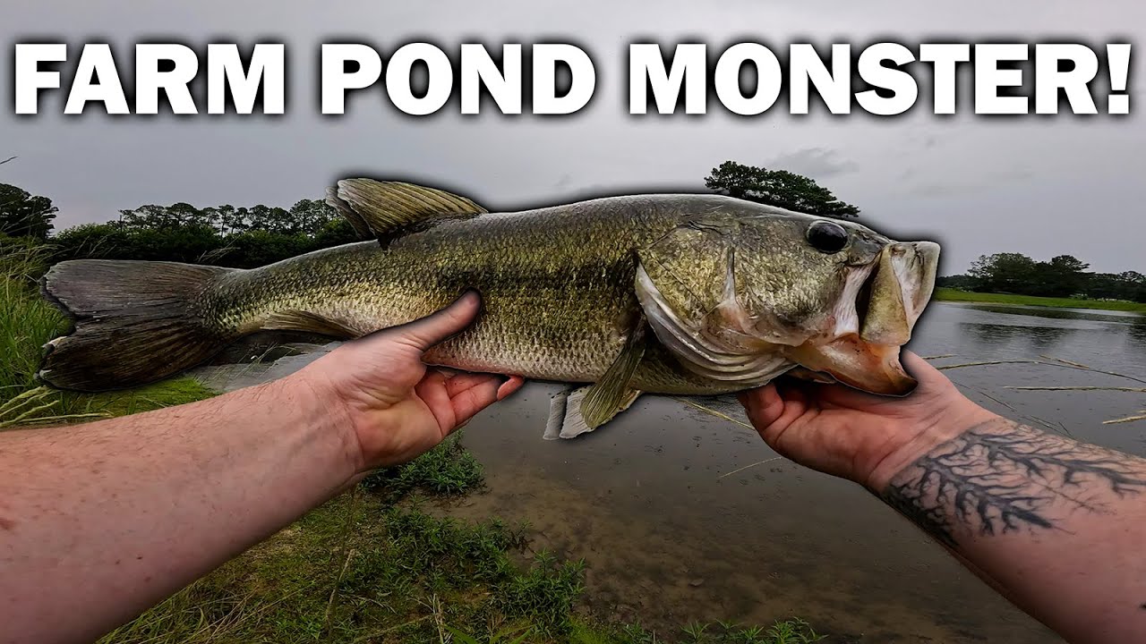 Finally Caught the MONSTER BASS Lurking in the BACKYARD POND!