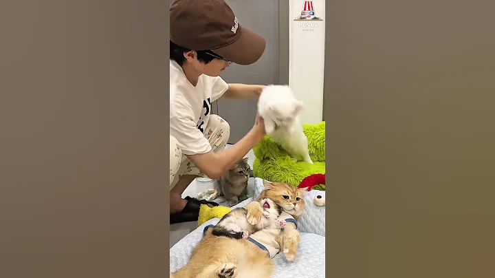 Video 11390641: cat pets kitten love, cat kitten pets funny, cats kissing funny