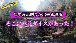 【テンカラ釣り】年中渓流釣りが出来る久多川濃密放流区！