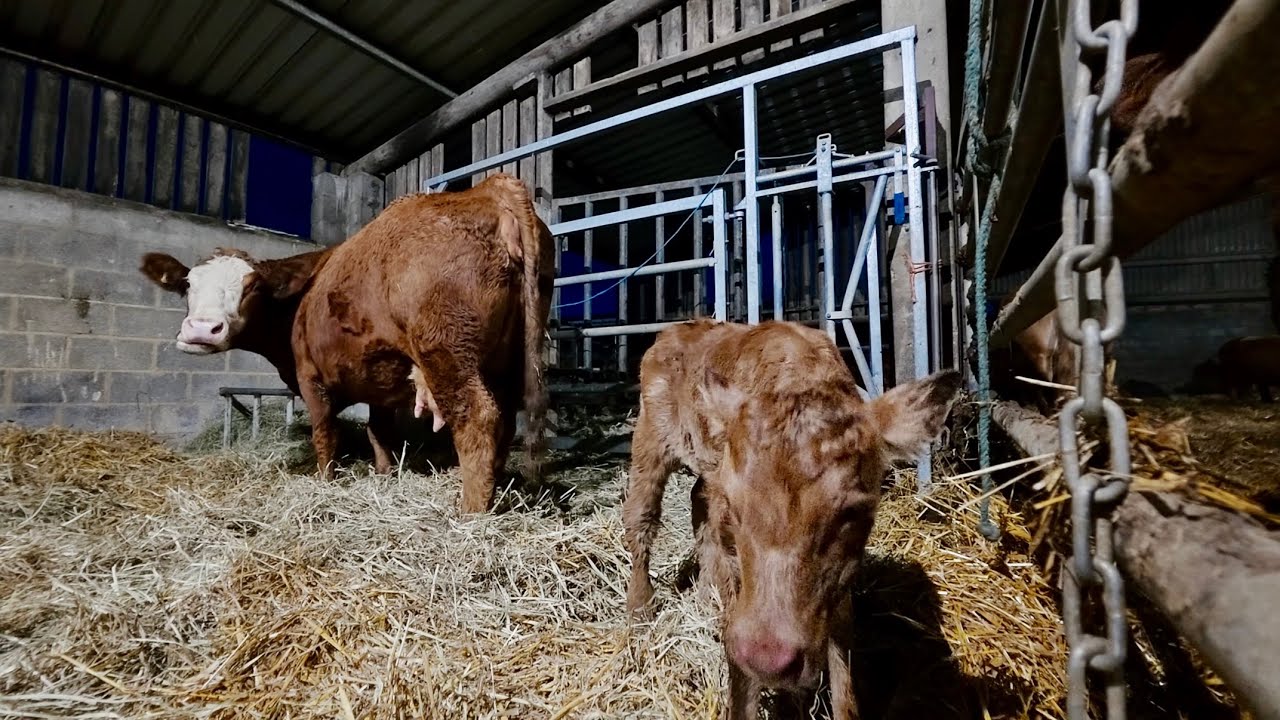 Первый телёнок прибыл!