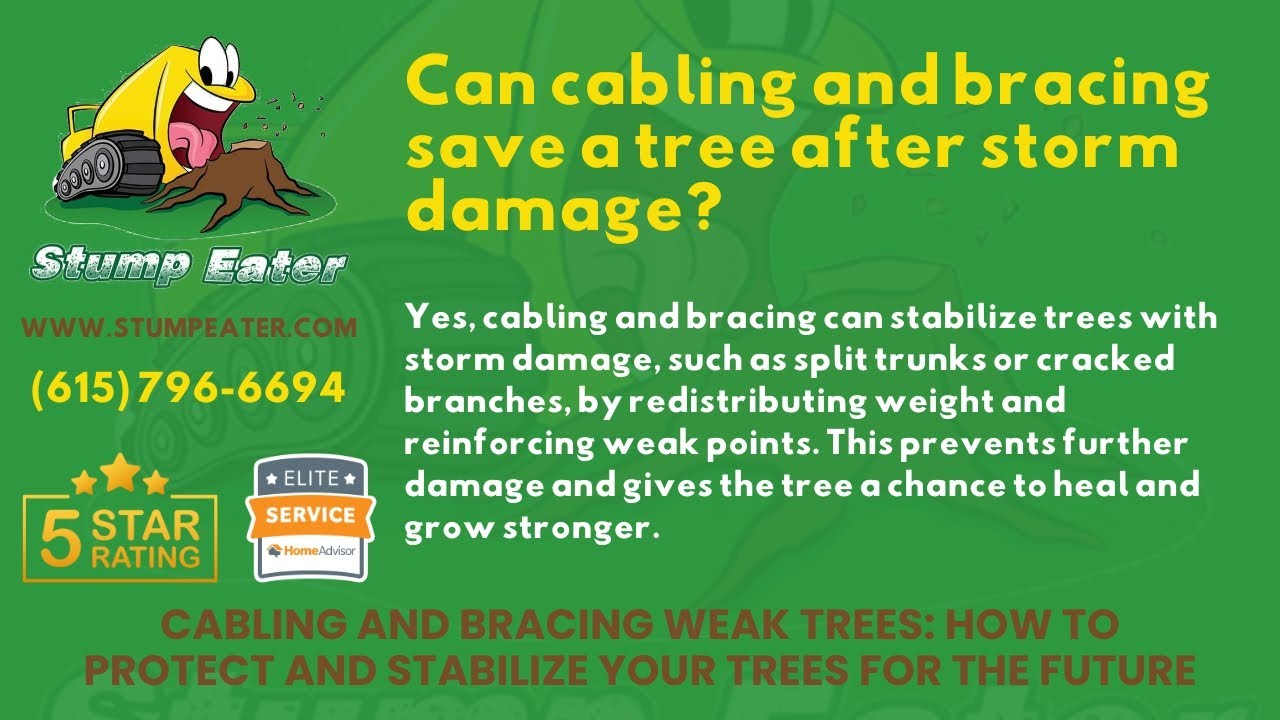 Can cabling and bracing save a tree after storm damage? - YouTube
