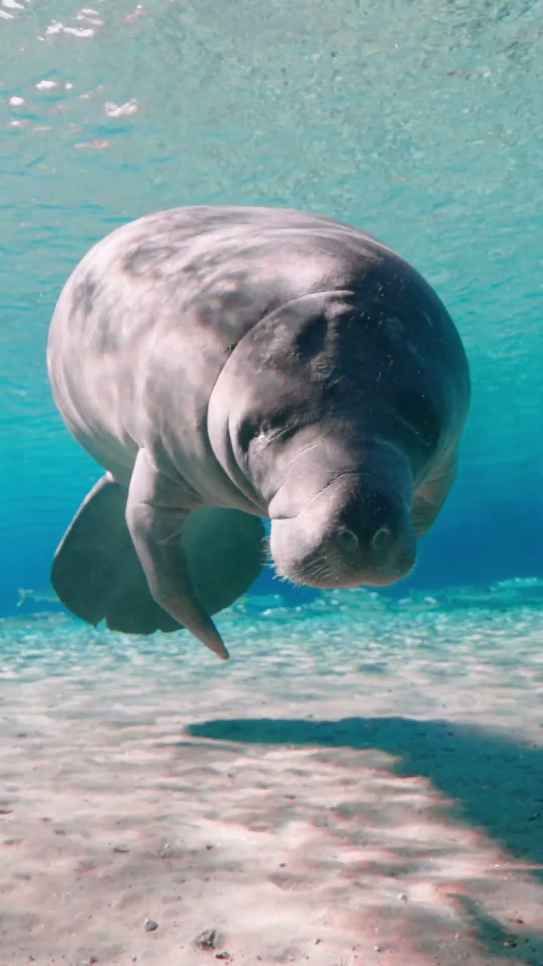 Due to their slow movement, manatees are often referred to as 'sea cows' ? #Manatee #Shorts #Ocean