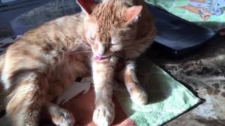 Wu Kitty playing Jaws