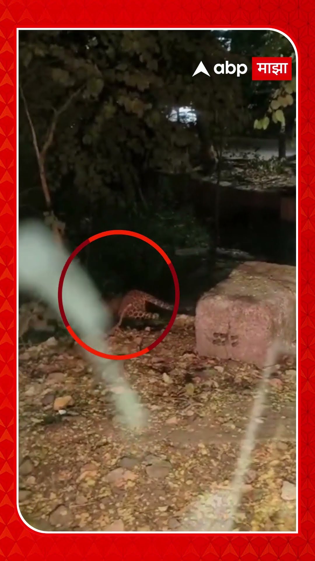 Leopard in Mumbai : बाजूने आला अन् गाडीसमोरुन गेला, मुंबईतील रस्त्यांवर दिसला बिबट्या!
